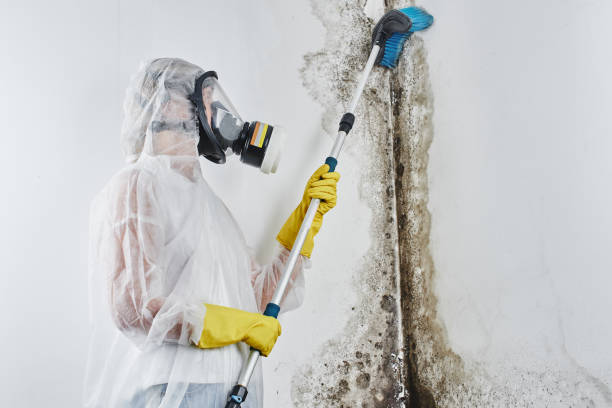 Best Commercial Mold Remediation in Crofton, MD