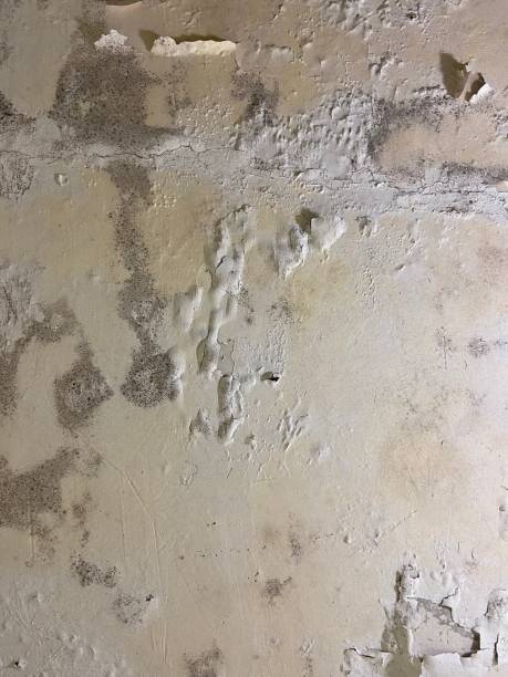 Best Crawl Space Mold Remediation in Crofton, MD