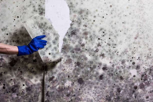 Professional Mold Remediation in Crofton, MD